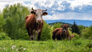 Inseminação Artificial em Bovinos