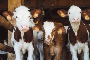 Intensivo de férias: Semana da reprodução bovina