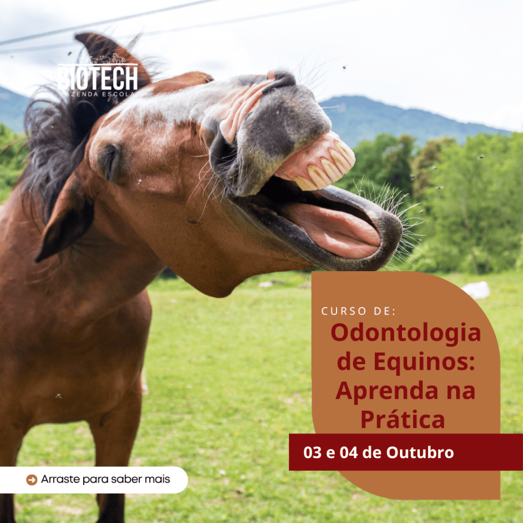 Odontologia equina: aprenda na prática