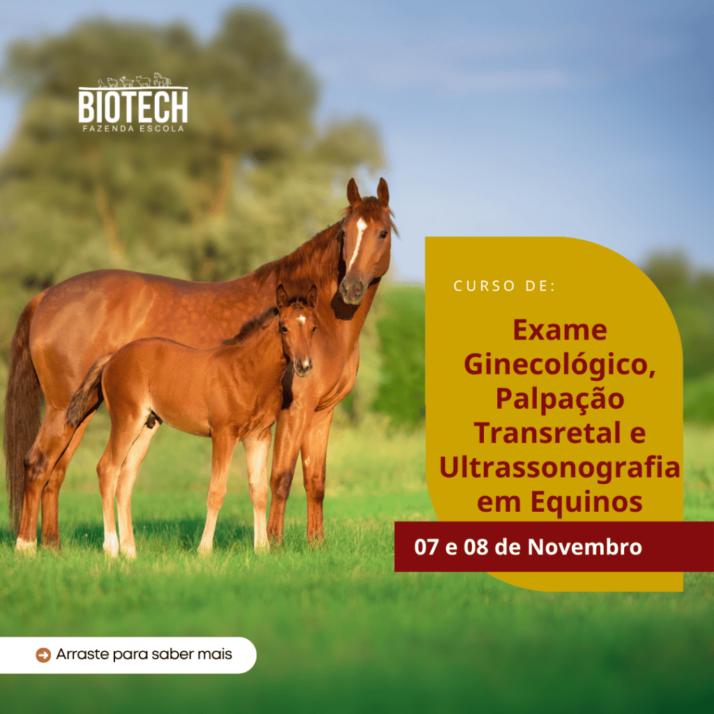Exame ginecológico, Palpação transretal e  Ultrassonografia em Equinos