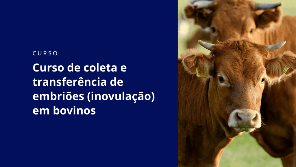 Curso de coleta e transferência de embriões (inovulação) em bovinos 