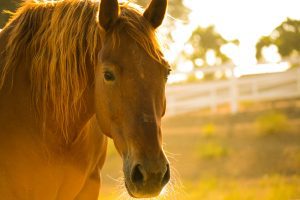 Ultrassonografia veterinária aplicada à reprodução de equinos