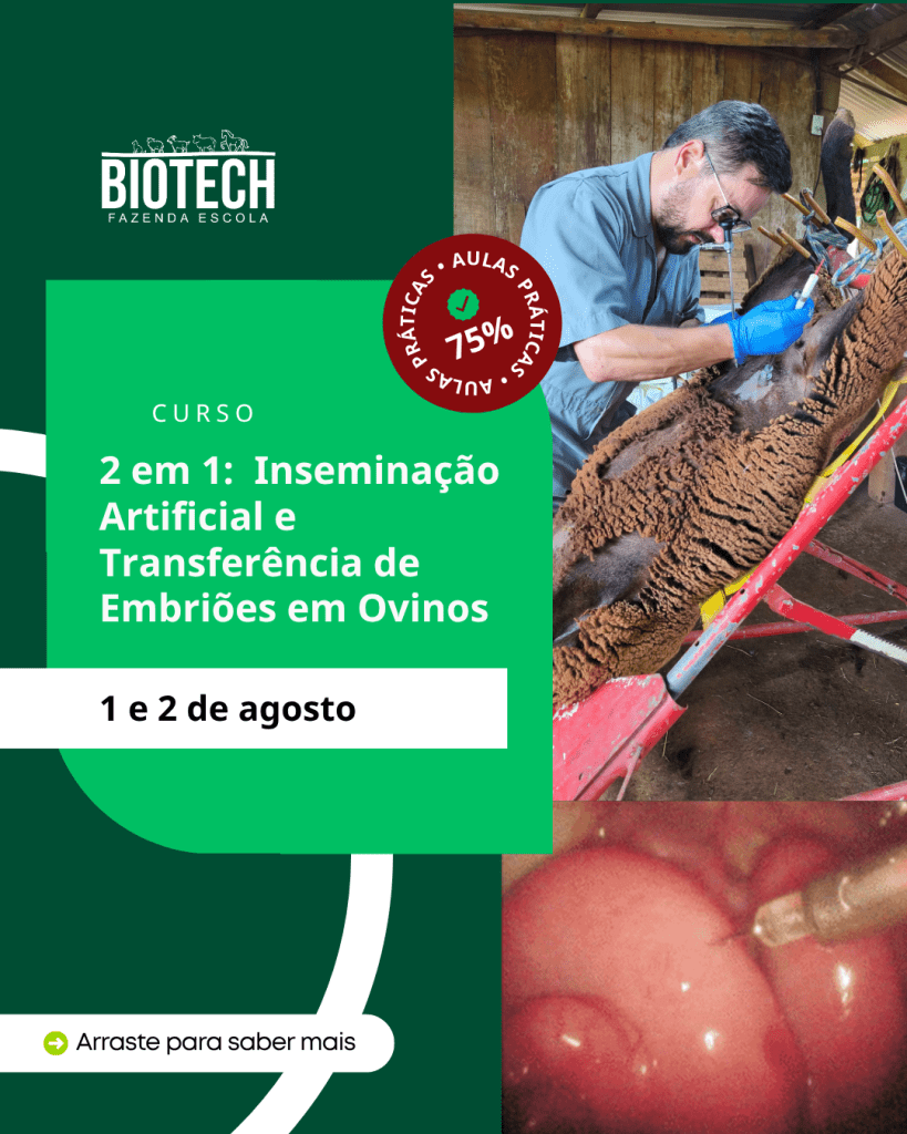 Inseminação por Laparoscopia e Transferência de Embriões em Ovinos