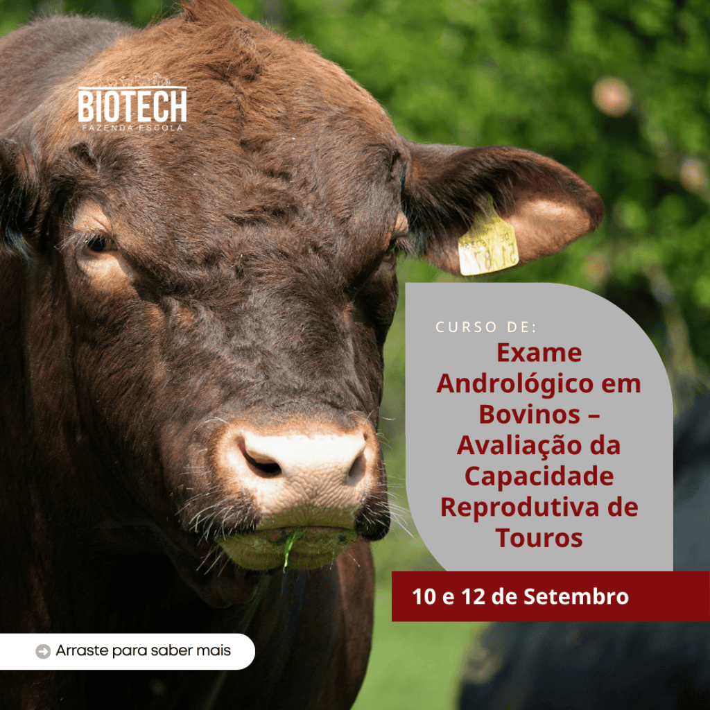 Exame Andrológico em Bovinos – Avaliação da Capacidade Reprodutiva de Touros